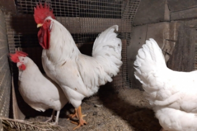 3258318.jpg?919b70730a873636818271f3954abe7a