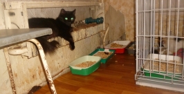 Томасина приют для кошек