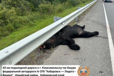 Автомобиль насмерть сбил медведя в Хабаровском крае
