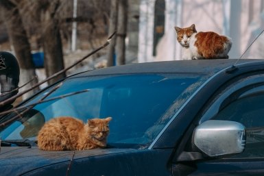 Дважды переехал кошку и уехал водитель в Приморье - ведётся проверка