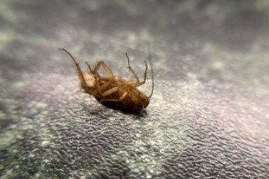 Тараканы летят, как на гонке -  дедовский способ родом из СССР: исчезнут за 2 дня ИА SevastopolMedia