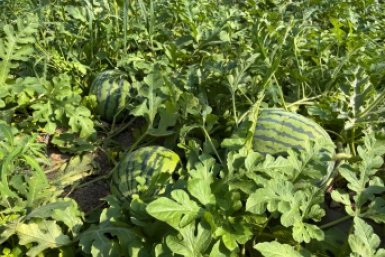 На Сахалине фермеры стали выращивать арбузы благодаря господдержке пресс-служба министерства экономического развития Сахалинской области