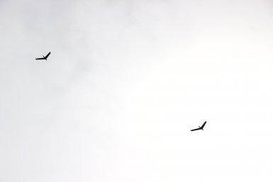 Парад дронов ИА SakhalinMedia