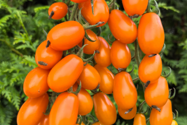 Тематическое фото Дзен-канал &quotДача на радость&quot (18+)