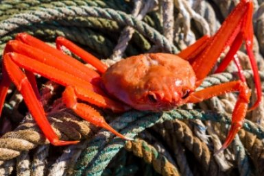 Крупный приморский крабодобытчик подал заявление о самобанкротстве