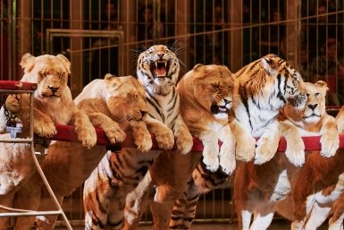 Грандиозная %22Империя львиц%22 (0+) покоряет цирк во Владивостоке