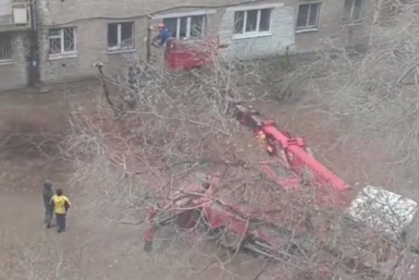 УК варварски обрезала деревья во дворе дома по улице Бабушкина в Чите