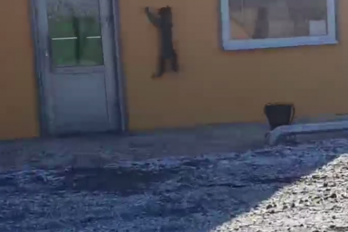 Новость дня