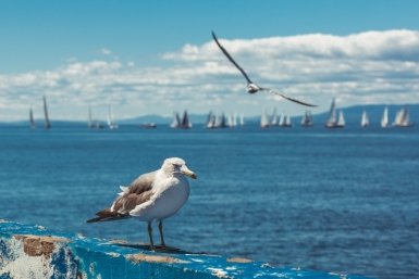 Новость дня