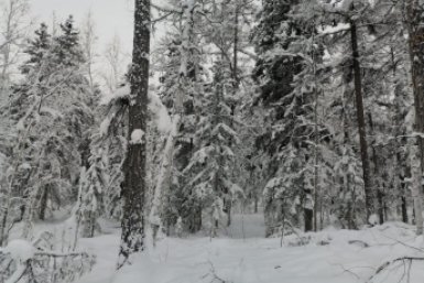 Новость дня