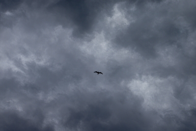 Новость дня