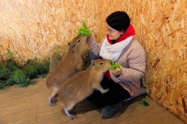 Пушистые %22антистрессы%22: первые капибары успешно освоились в Приморье