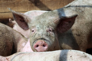 5760579.jpg?477b3eb1a2d2de78f92e9f70201a38af