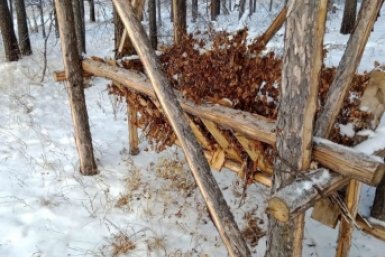 40 тонн сена и тонны соли для диких животных заготовили заказники Забайкалья