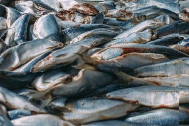 Мишустин дал поручение увеличить вывоз рыбы с Дальнего Востока