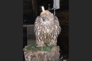 Новость дня