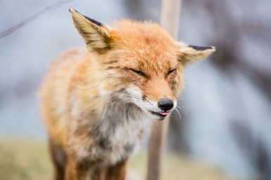 Четыре очага бешенства зарегистрировано в Забайкалье в 2025 году