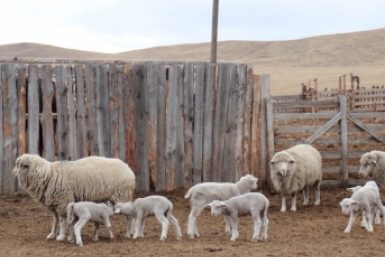 Новость дня