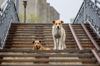 Новость дня