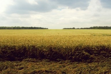 Заброшенная земля — путь в суд: как жителям Омской области не остаться без сельхозучастка