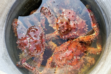 Новость дня