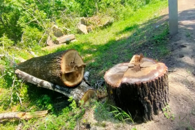 Более 156 млн рублей взыскали с председателя СНТ за вред нацпарку в Сочи