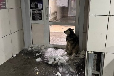 В полиции рассказали подробности инцидента с хаски, которого закидали снегом