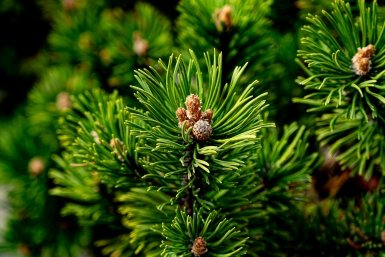 Новость дня