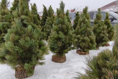 Новость дня