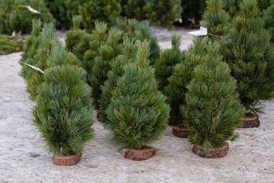 5860790.jpg?0b3f47a8e6dbb0204ba3d5a771670a48