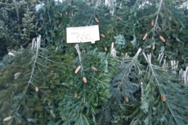 Новость дня