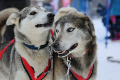 Новость дня