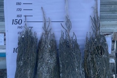 Новость дня