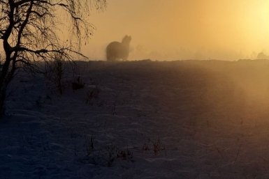 Якутские лошади и зимнее солнце: жизнь в морозном дыхании Севера