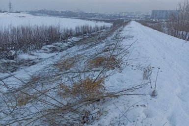 Минприроды срезает кустарники на дамбе в Чите