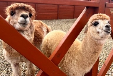 Новость дня