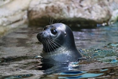 Новость дня