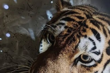 Новость дня