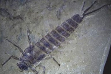 5903477.jpg?ce48c7d0bf7150470dfe64bd507c1e03