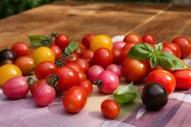 Скупаю 5 сортов черри, томаты словно персик - сладкие, сочные, не болеют, агроном с 20-летним стажем рекомендует