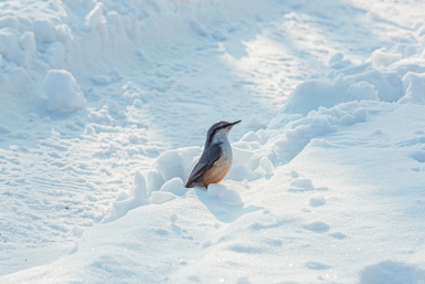 Новость дня