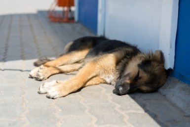Стрелявших в бездомную собаку живодеров ищут в Краснодаре