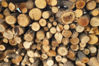 Более 350 тысяч кубометров древесины купили жители Приангарья в 2025 году Анна Водопьянова, ИА UssurMedia