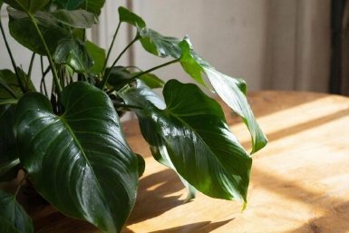 Пшикаю 20 капель под куст — замиокулькас цветет и пахнет: настоящая еда для суккулента