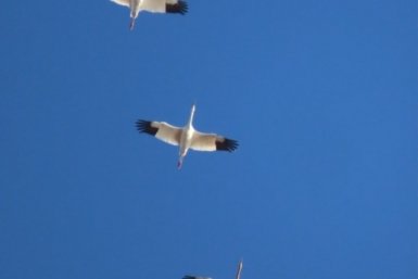 Место спасения стершонка Удьуор в Якутии изучат в рамках проекта &quotПолет стерха&quot Наталья Сафонова, лаборант- исследователь ИБПК СО РАН