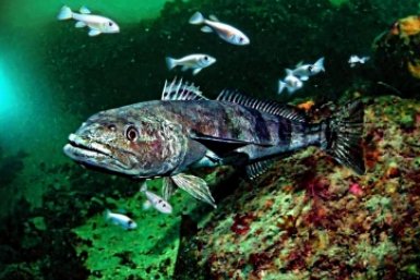 Рыба с клыками: промысел ценного биоресурса ведут рыбаки Хабаровского края