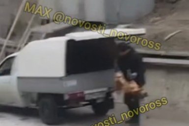 В Новороссийске проверяют сообщения об отстреле более 30 собак