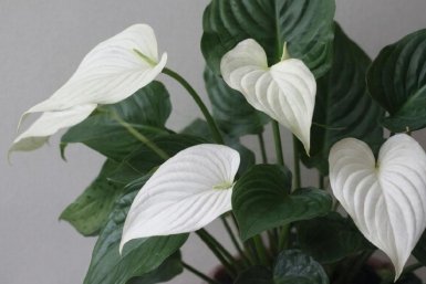 Дарю вторую жизнь спатифиллуму: в январе эту копеечную подкормку под куст, и цветок оживает на глазах