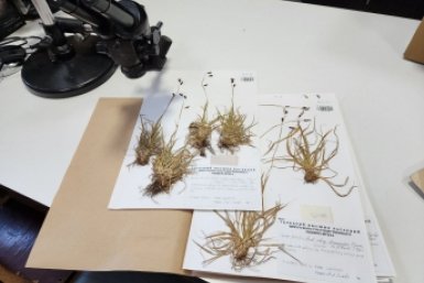 ИГУ присвоили статус биоресурсного центра Пресс-служба вуза