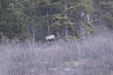 Стадо беременных изюбрей обнаружили в Сохондинском заповеднике во время учёта